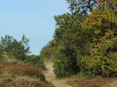 Veterantræf Grønnessegaard